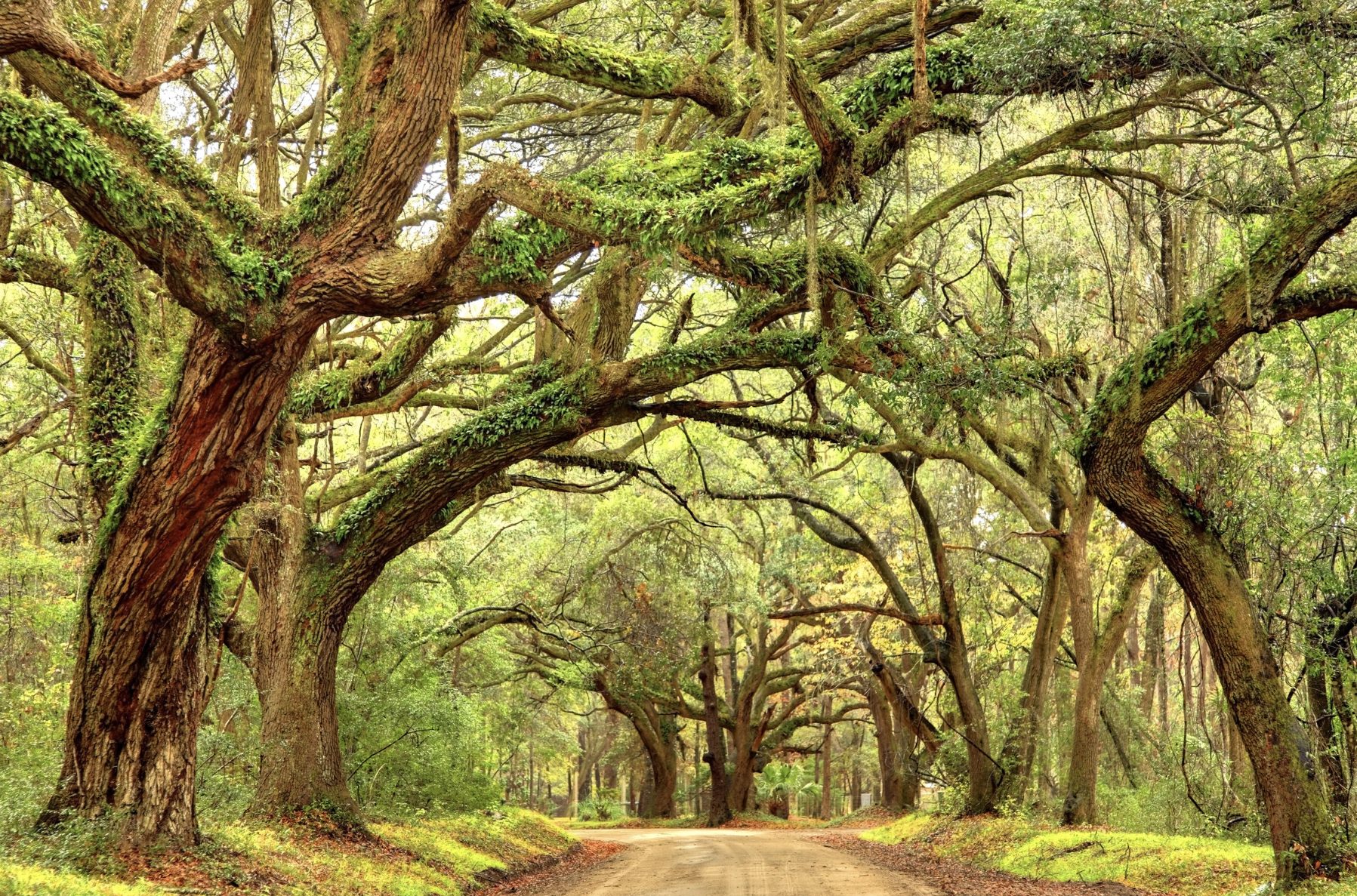 charming southern road in the north central Florida lake region